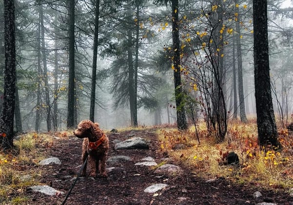 Family hiking together on a nature trail